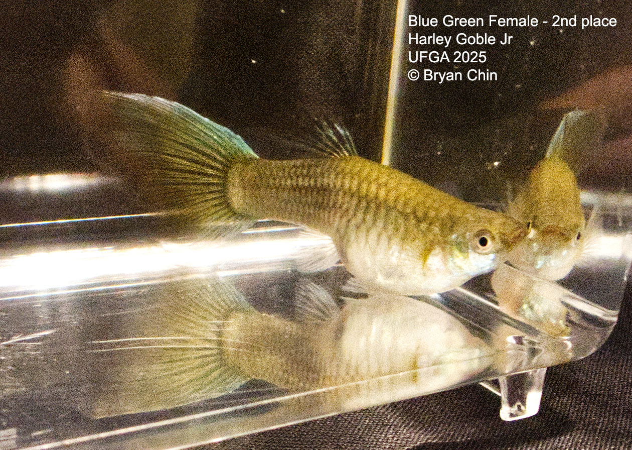 Guppy Female  Blue Green